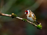 Goldfinch (Carduelis carduelis)