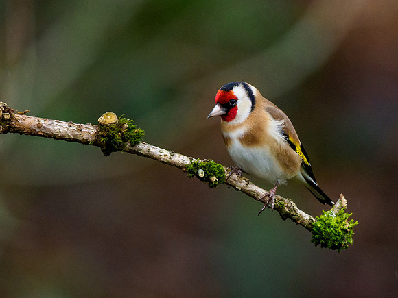 Goldfinch (Carduelis carduelis)