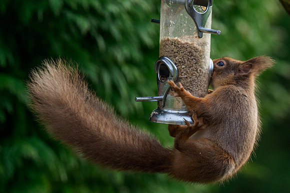 Red Squirel (Sciurus vulgaris)