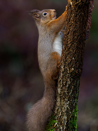 Red Squirrel (Sciurus vulgaris)