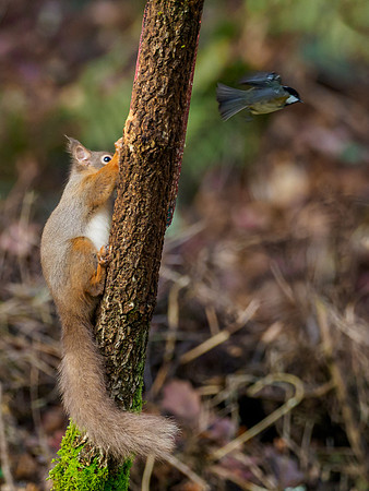 Red Squirrel (Sciurus vulgaris)