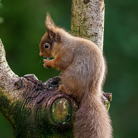 Red Squirel (Sciurus vulgaris)