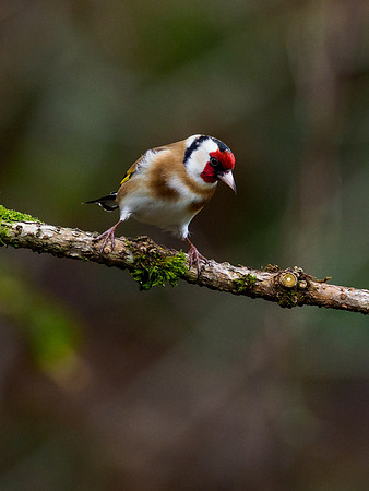 Goldfinch (Carduelis carduelis)