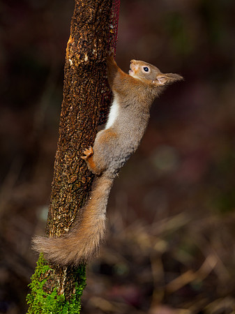 Red Squirel (Sciurus vulgaris)