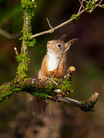 Red Squirel (Sciurus vulgaris)