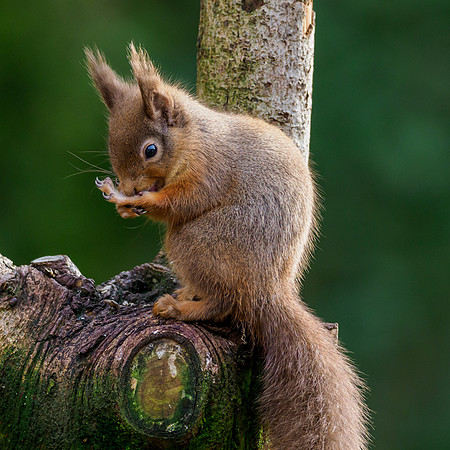 Red Squirel (Sciurus vulgaris)