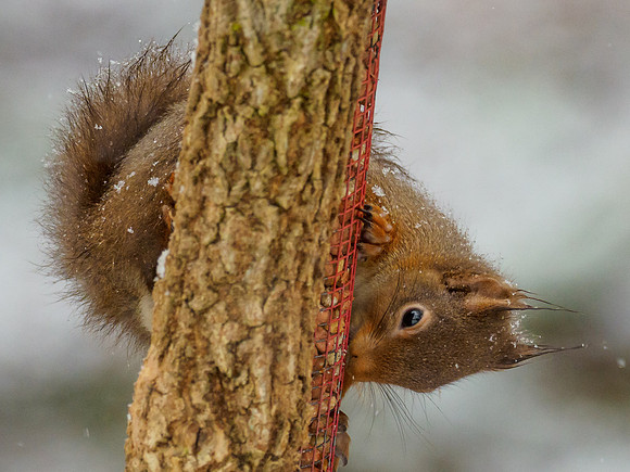 Hungry Snow Squirrel (Sciurus vulgaris)