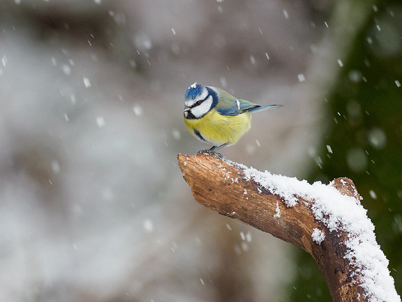 Blue Tit (Cyanistes caeruleus)
