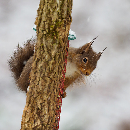 Hungry Snow Squirrel (Sciurus vulgaris)