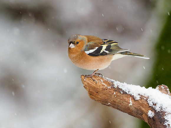 Chaffinch (Fringilla coelebs)