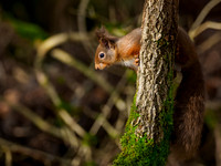 20220207-Garden Wildlife-EM126570