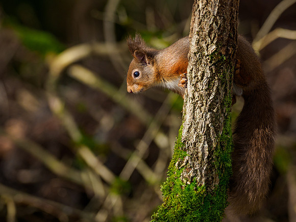 20220207-Garden Wildlife-EM126570