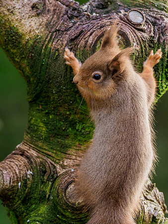 Red Squirel (Sciurus vulgaris)