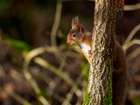 20220207-Garden Wildlife-EM126558