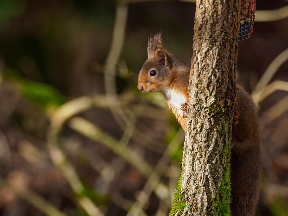 20220207-Garden Wildlife-EM126558