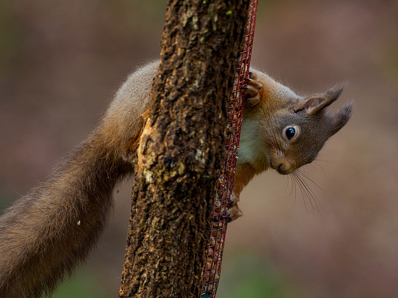 Red Squirrel (Sciurus vulgaris)