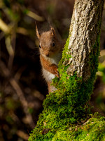 Red Squirrel Feeder