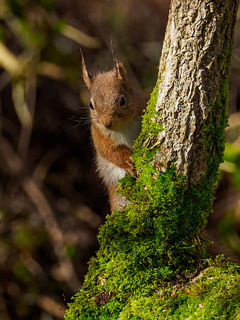 Red Squirrel Feeder