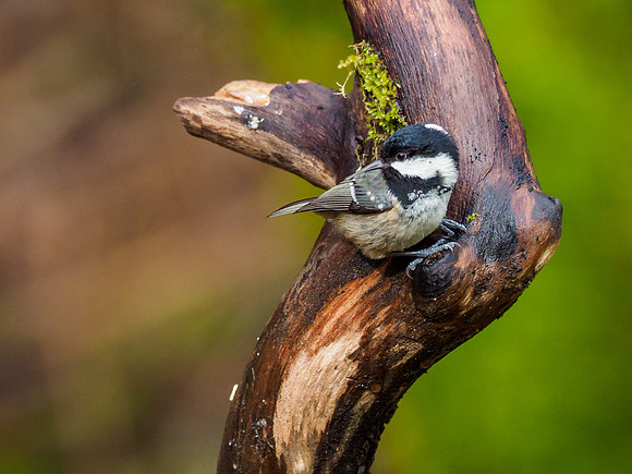Coal Tit (Periparus ater)