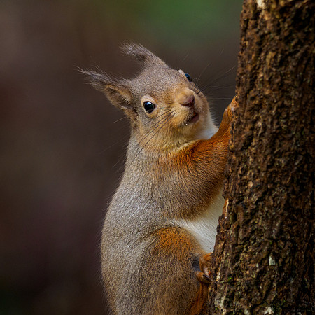 Red Squirrel (Sciurus vulgaris)