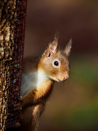 Red Squirel (Sciurus vulgaris)