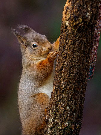 Red Squirrel (Sciurus vulgaris)