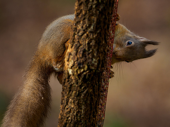 Red Squirrel (Sciurus vulgaris)