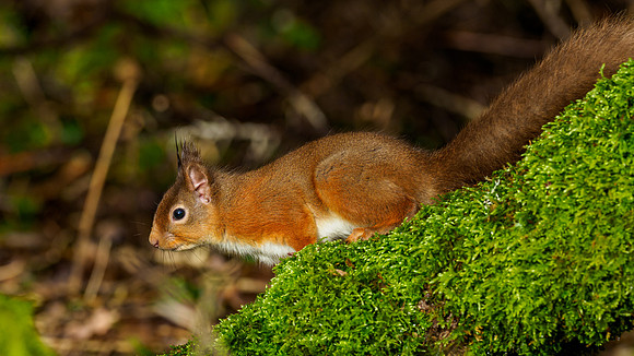 Red Squirel (Sciurus vulgaris)