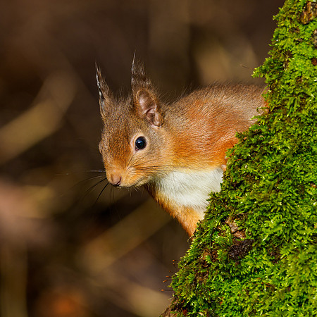Red Squirel (Sciurus vulgaris)