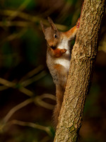 Red Squirrel Feeder