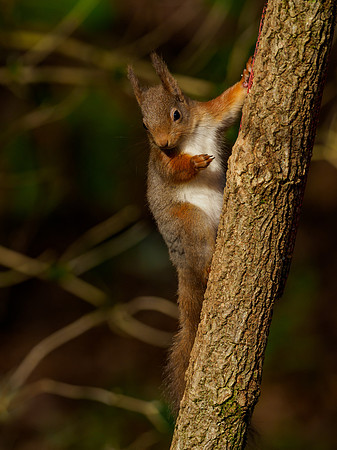 Red Squirrel Feeder
