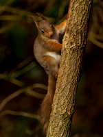 Red Squirrel Feeder