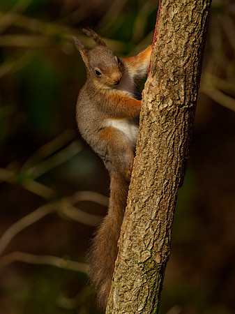 Red Squirrel Feeder