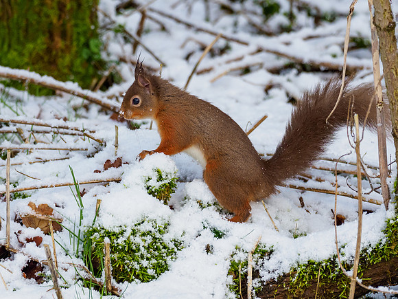 Red Squirel (Sciurus vulgaris)
