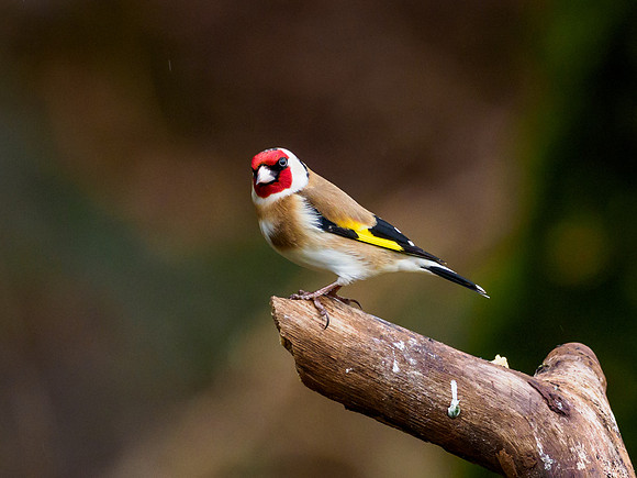 Goldfinch (Carduelis carduelis)