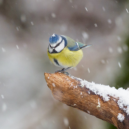 Blue Tit (Cyanistes caeruleus)