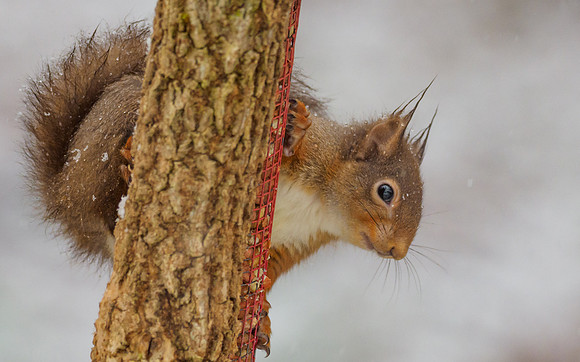 Hungry Snow Squirrel (Sciurus vulgaris)