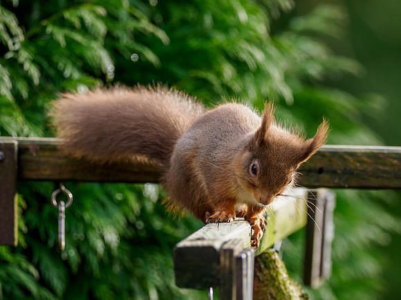 Red Squirel (Sciurus vulgaris)