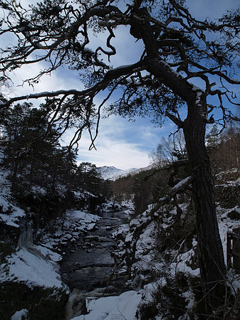 Glen Affric_2010 02 20_2655