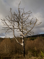 Kytra_2010 02 12_0328