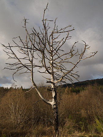 Kytra_2010 02 12_0328