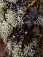 Kytra_2010 02 12_0331