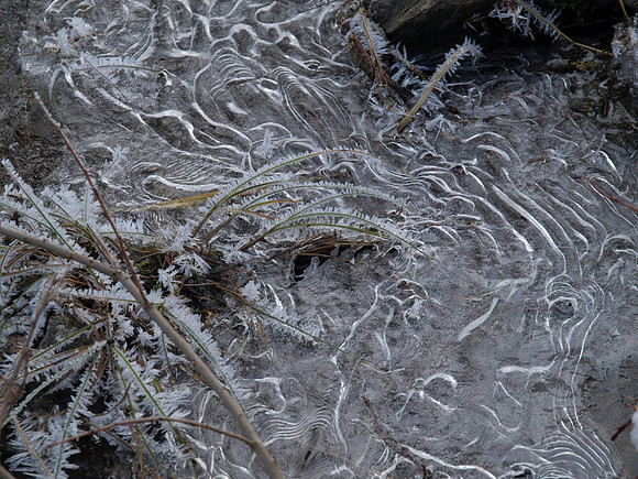 Glen Affric_2010 02 20_2687