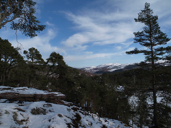 Glen Affric_2010 02 20_2663