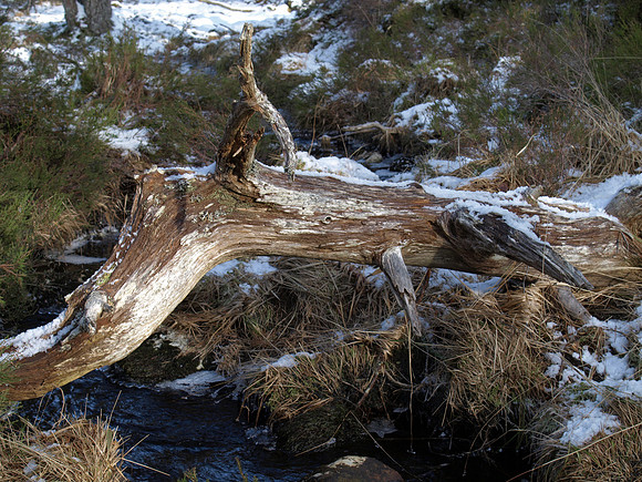 Glen Affric_2010 02 20_2675