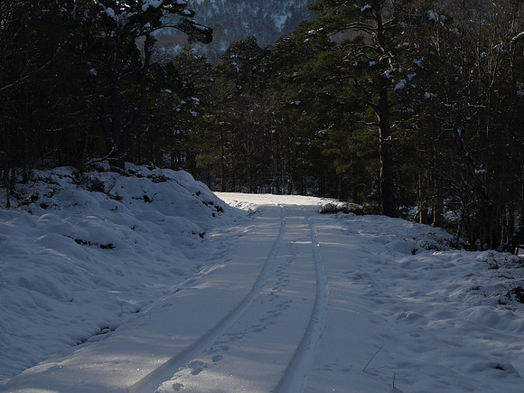 Glen Affric_2010 02 20_2684