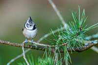 Crested Tit (Lophophanes cristatus) [2001017]
