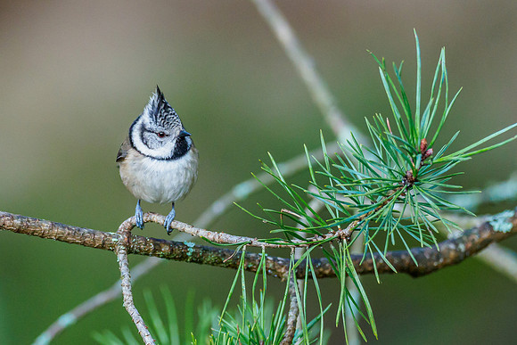 Crested Tit (Lophophanes cristatus) [2001017]