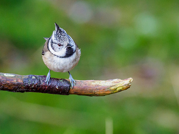 Crested Tit (Lophophanes cristatus) [2001018]