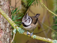 Crested Tit (Lophophanes cristatus) [2001012]